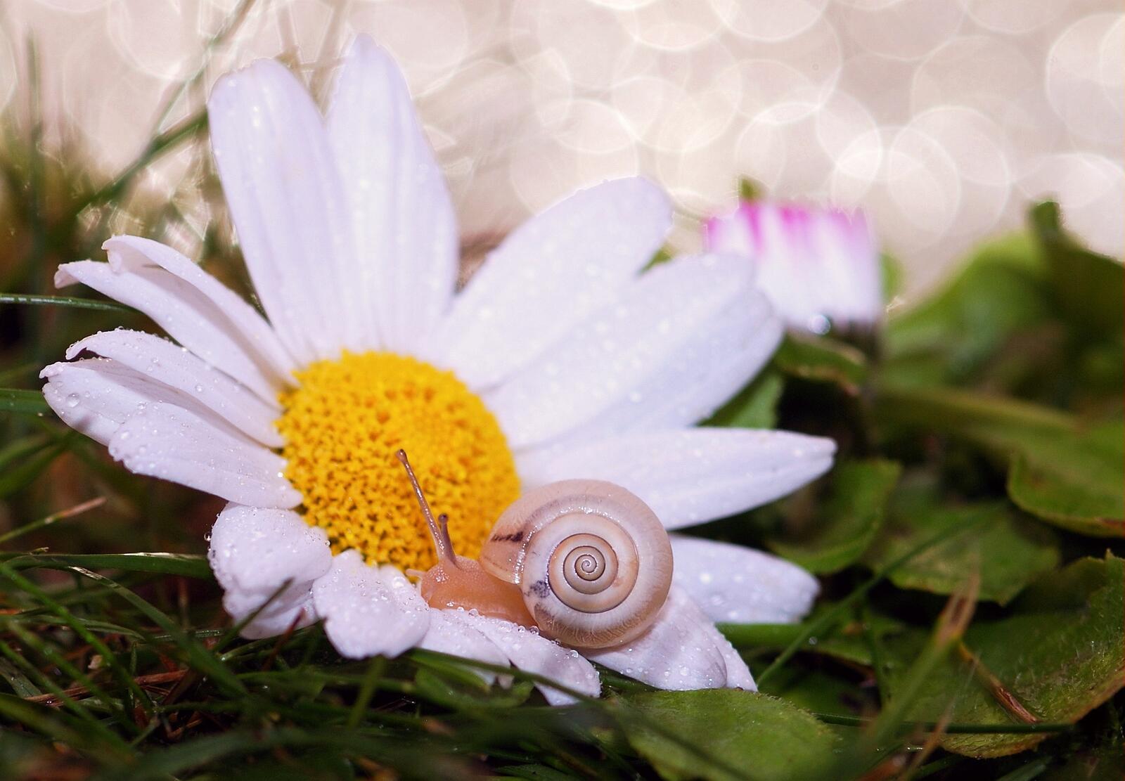 Free photo A snail crawls on a daisy with white petals.