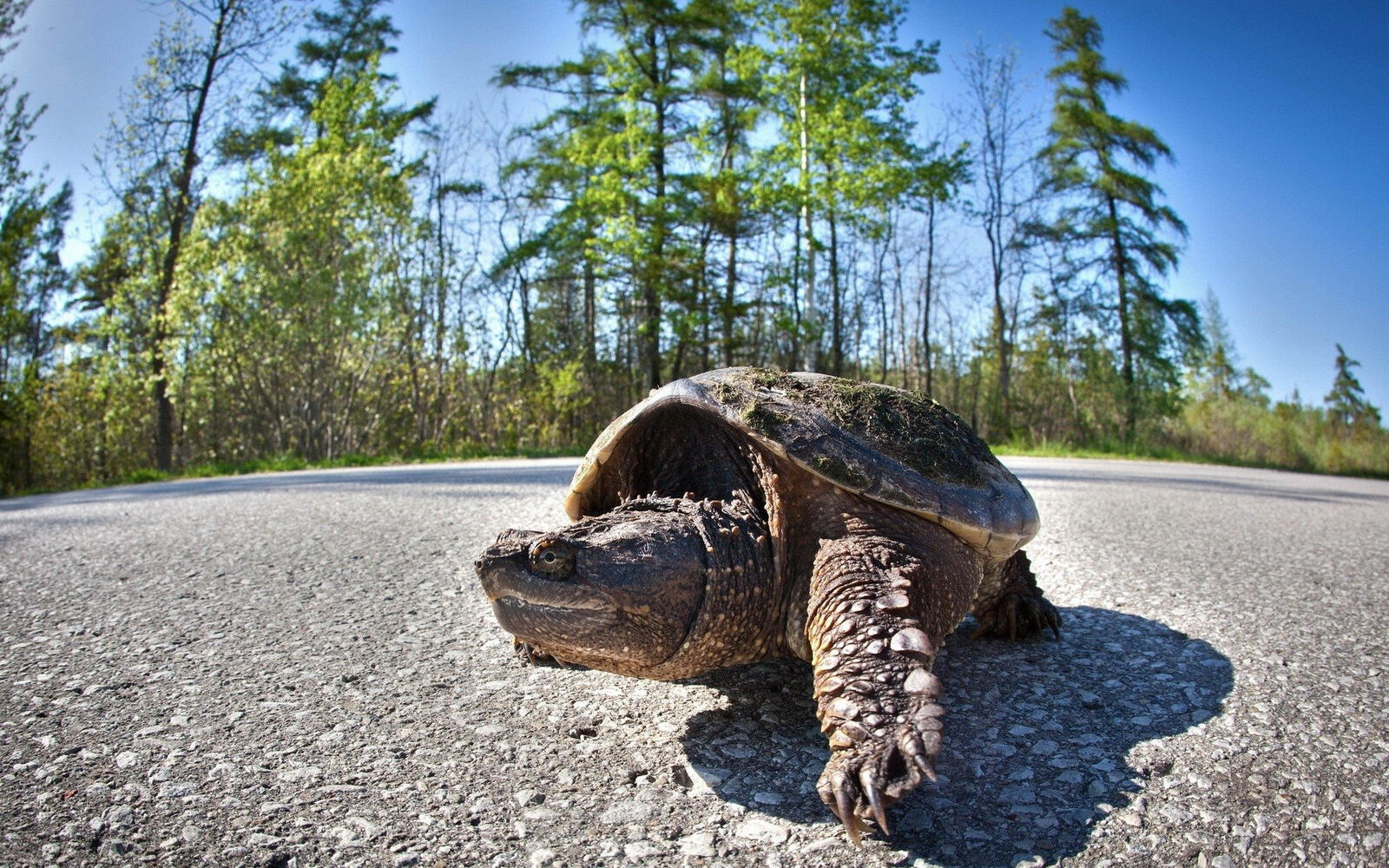 Бесплатное фото Черепаха ползет по асфальту