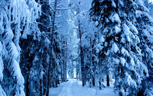 A path through snow drifts through snow-covered fir trees