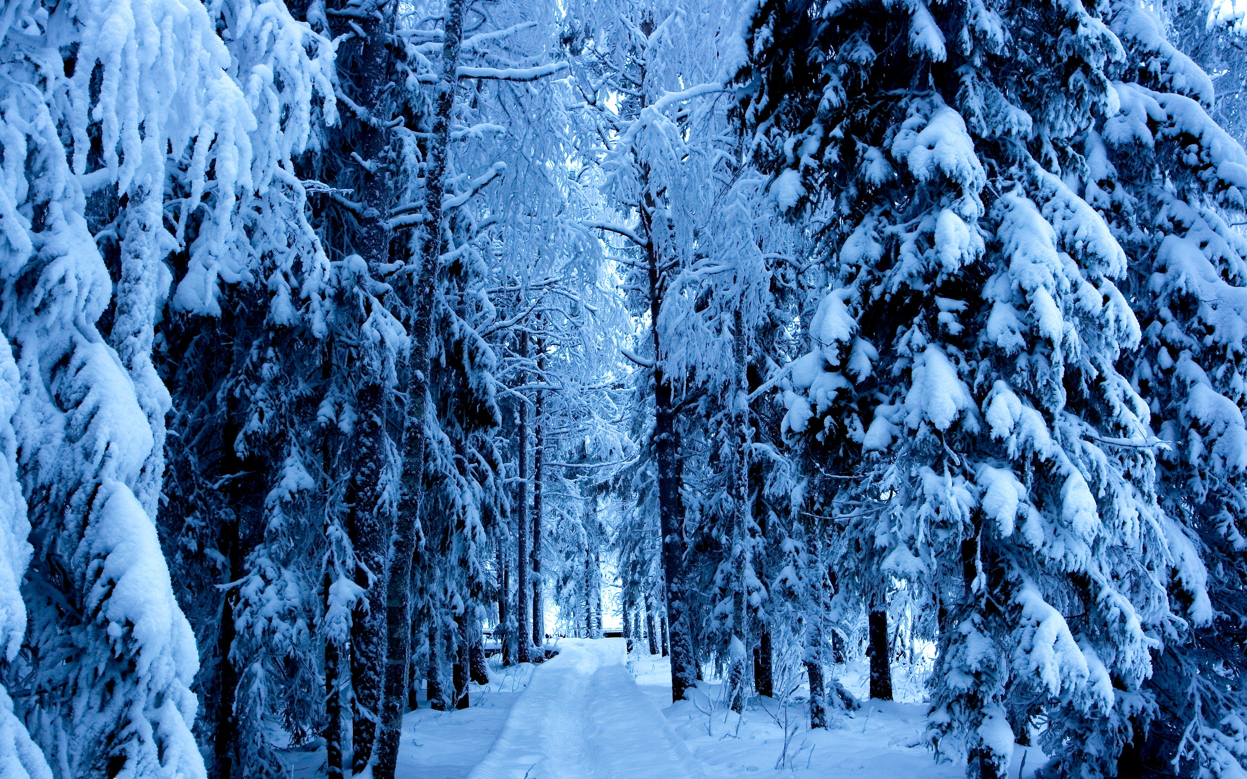 免费照片穿过雪堆，穿过被雪覆盖的冷杉树的道路