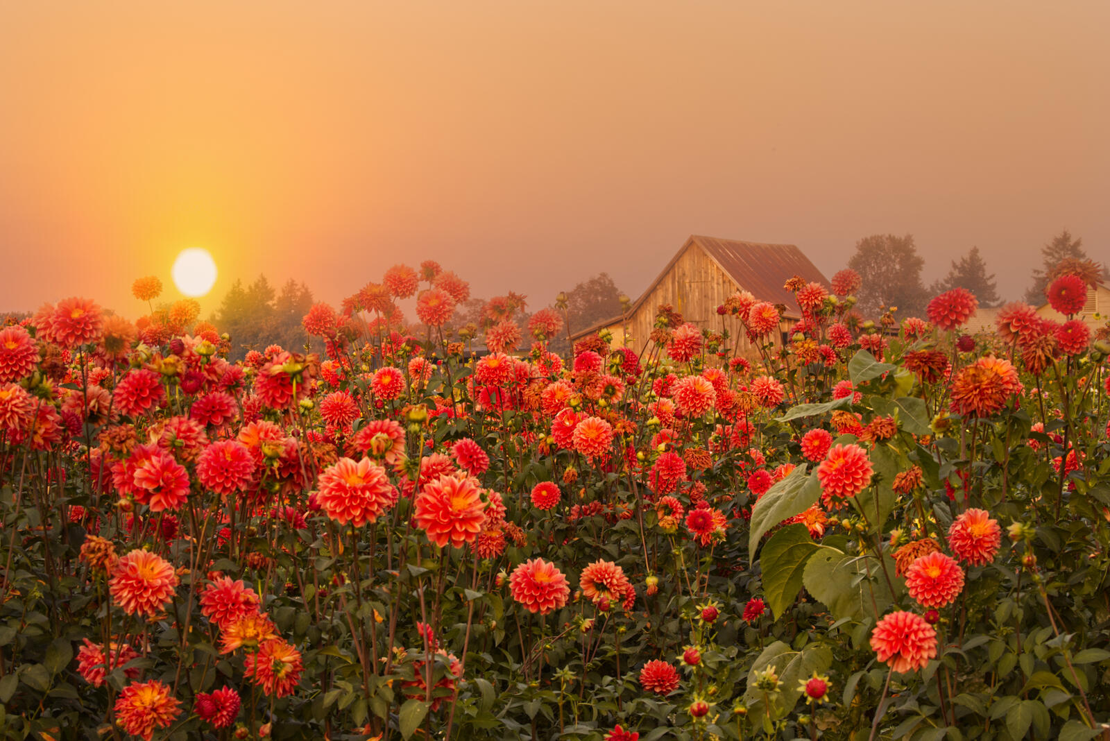 Бесплатное фото Высокие кусты с красными цветами на закате