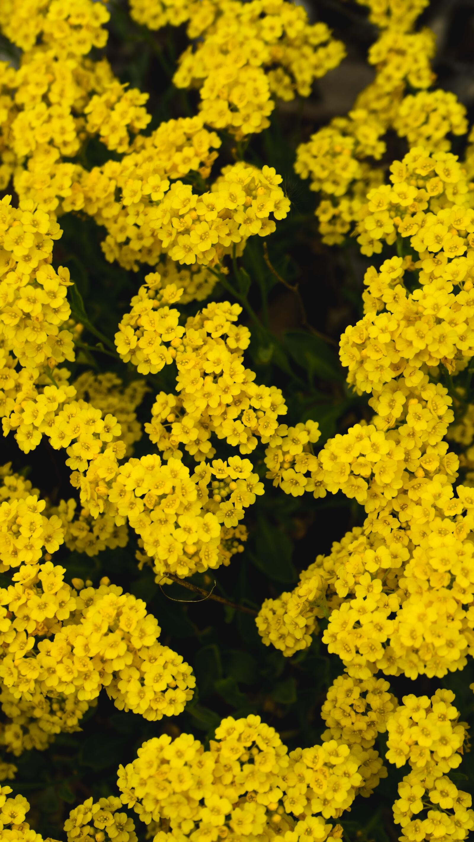 Обои жёлтые цветы клумба обои цветы тысячелистника на рабочий стол