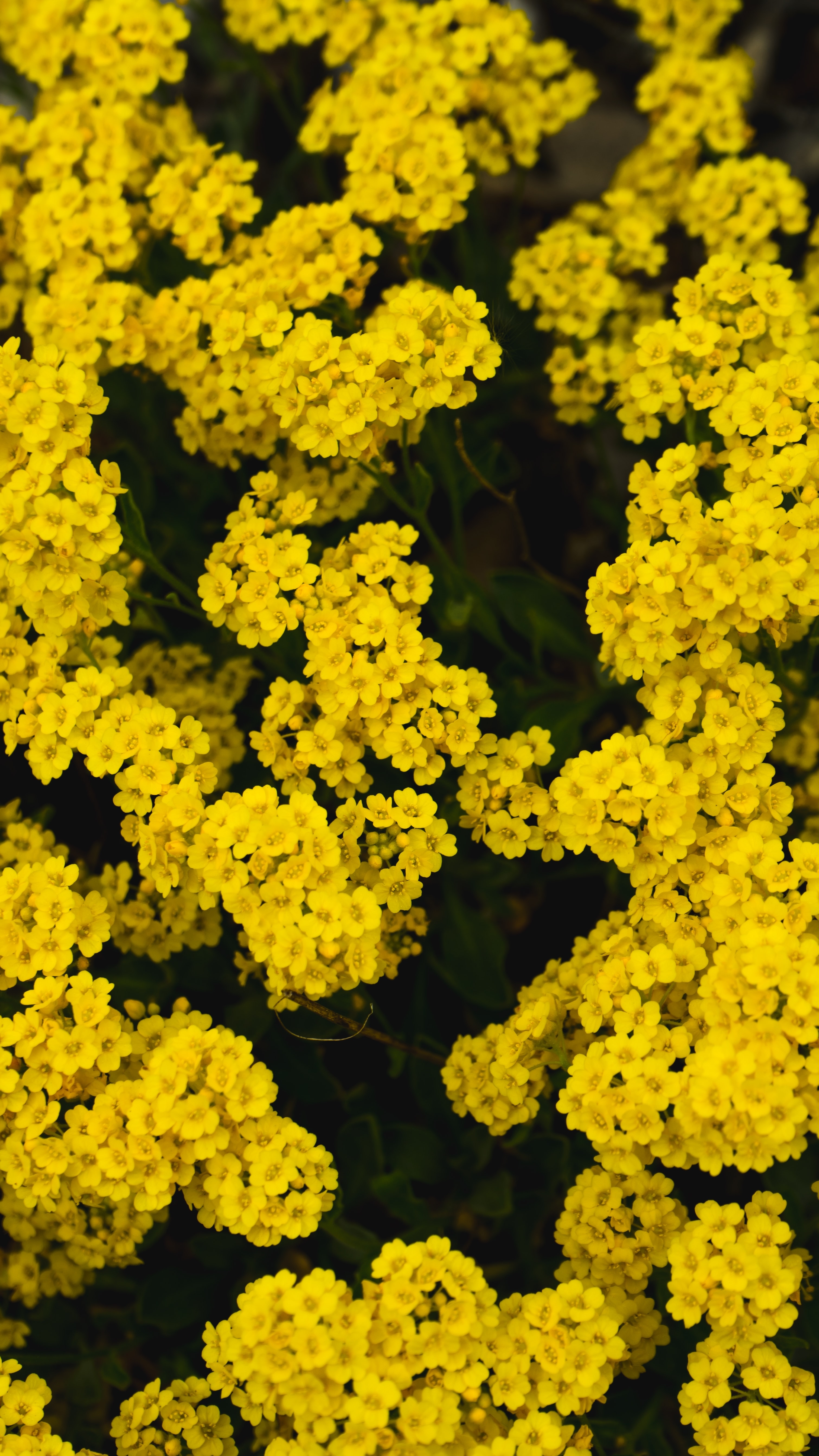 Фото бесплатно жёлтые цветы, клумба, обои цветы тысячелистника