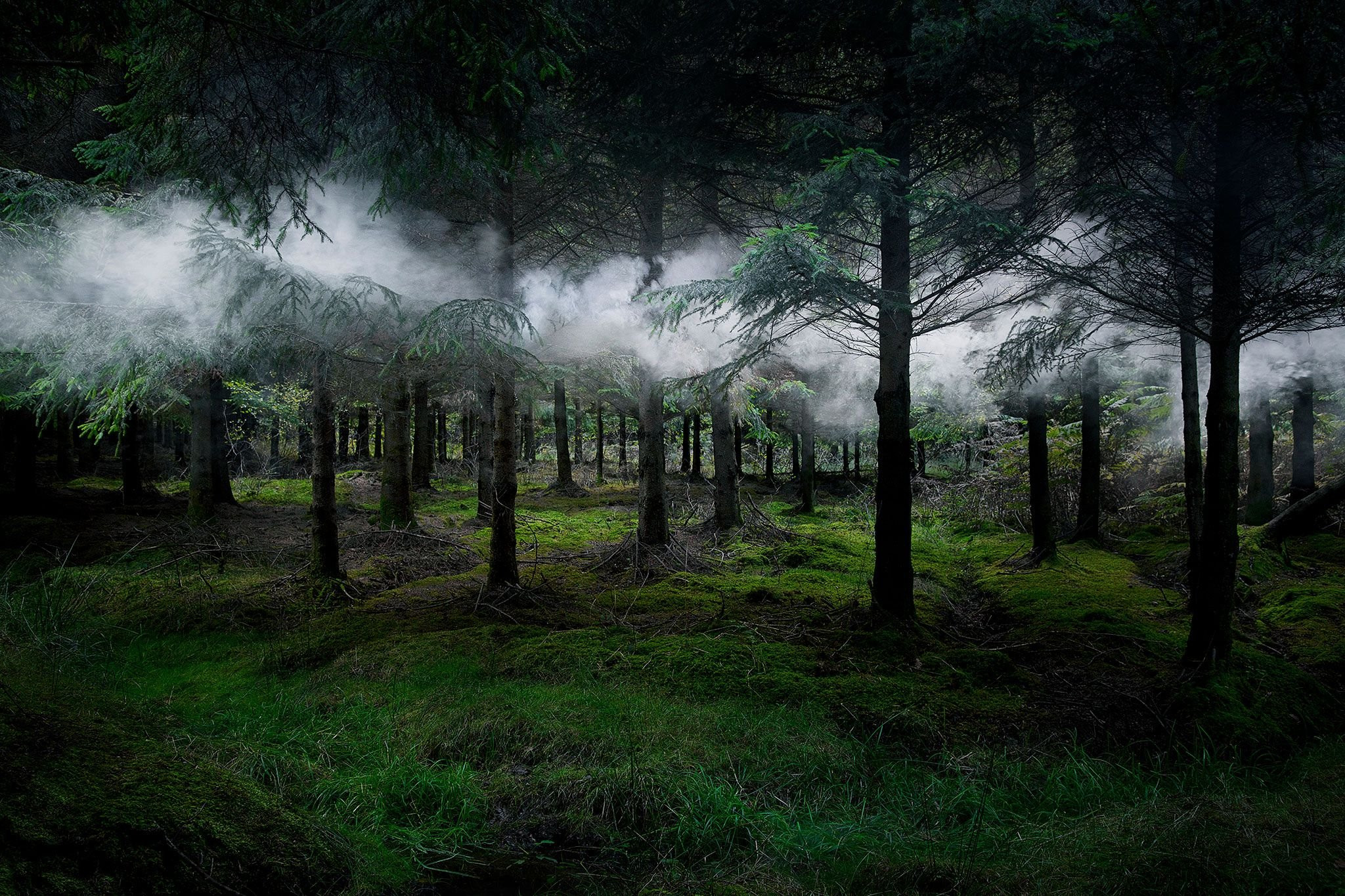 Бесплатное фото Дым в хвойном лесу