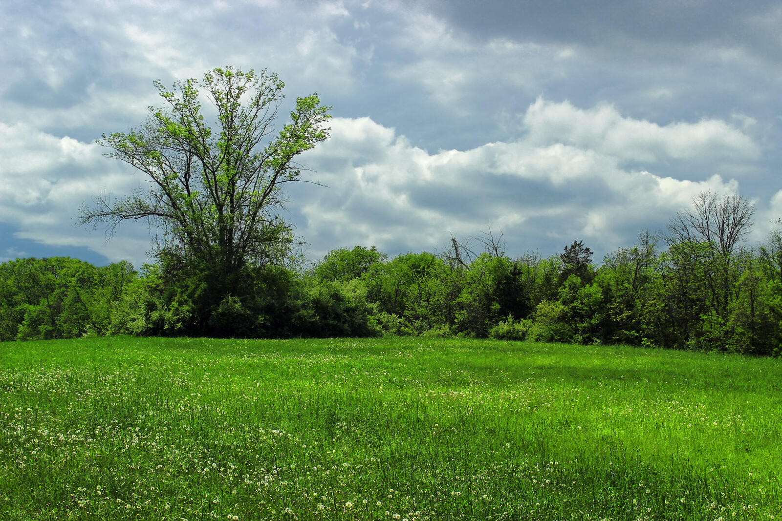 Бесплатное фото Летние тучи над полем с лесным массивом