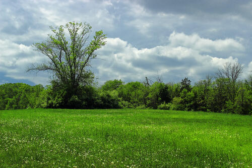 Summer clouds over a field with a wooded area
