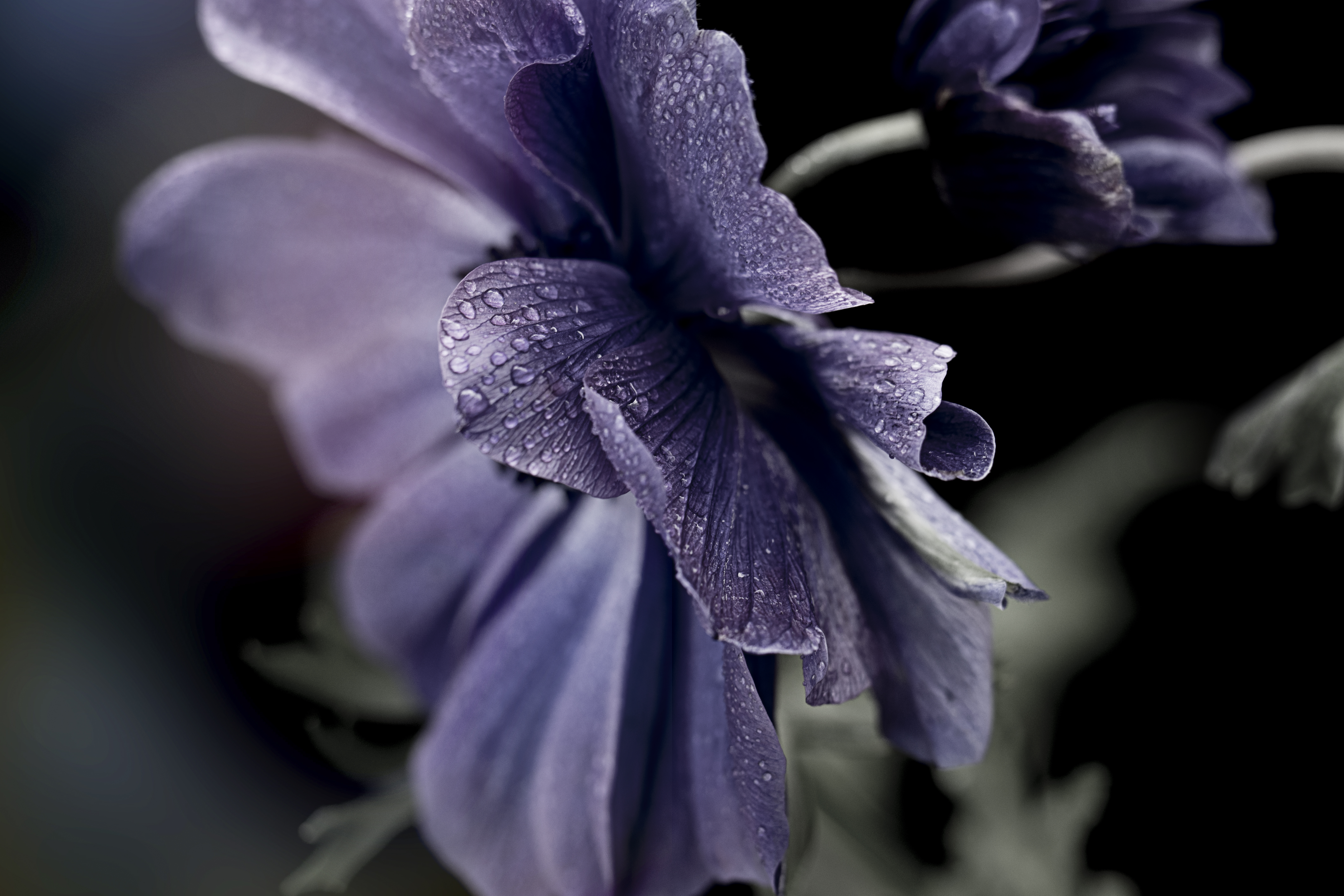 免费照片雨中黑色花瓣的花朵。