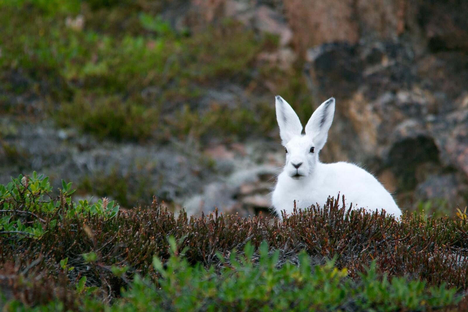 Free photo A white rabbit in green grass