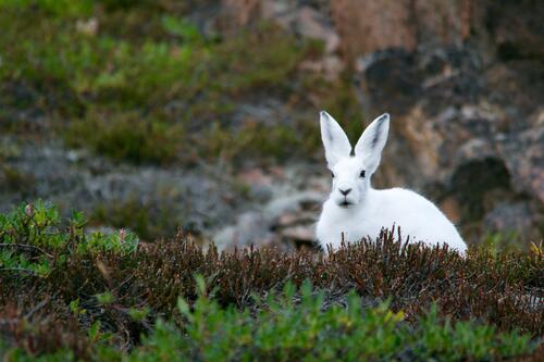 Белый кролик в зеленой траве