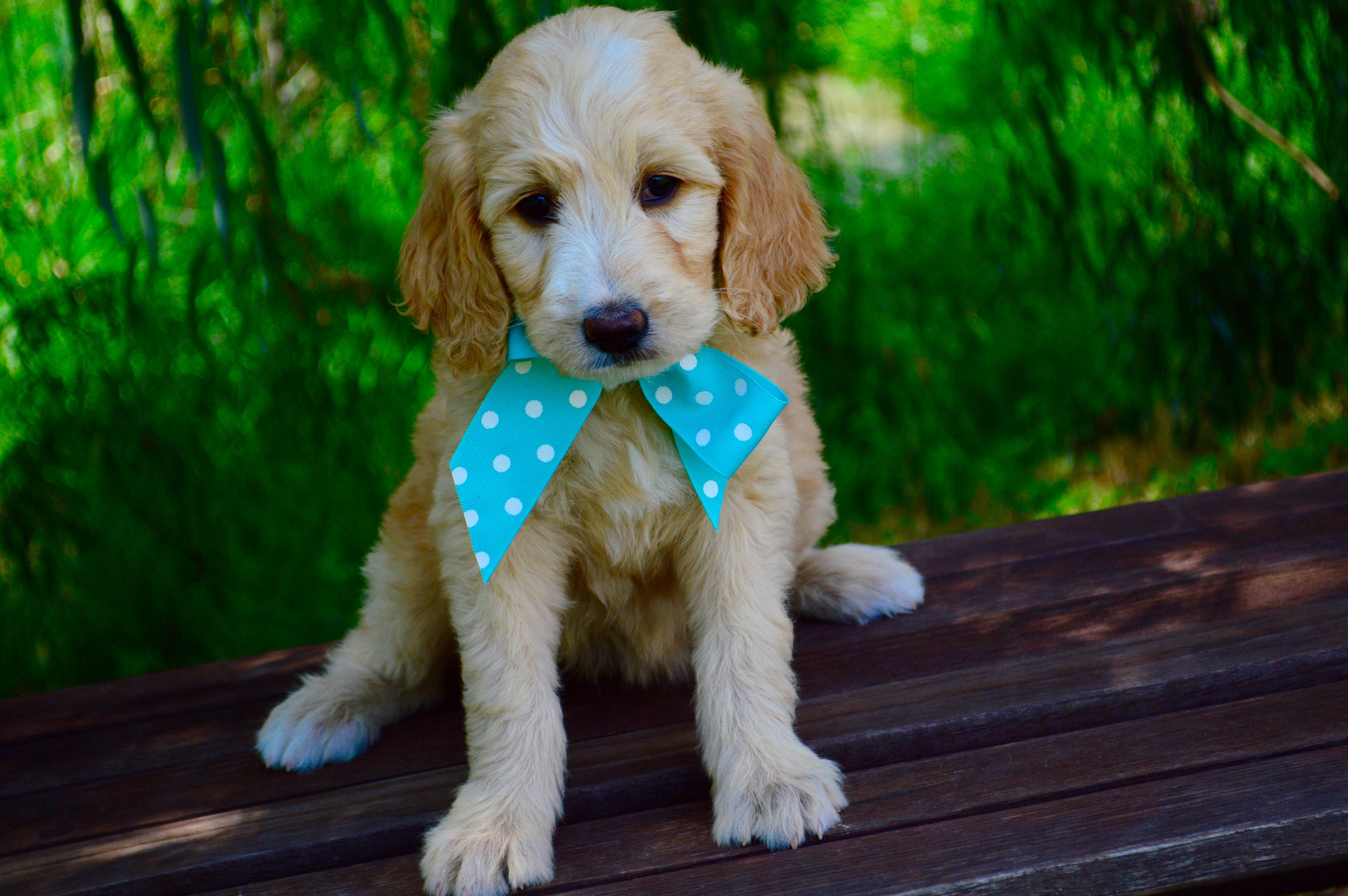 Free photo A puppy with a bow