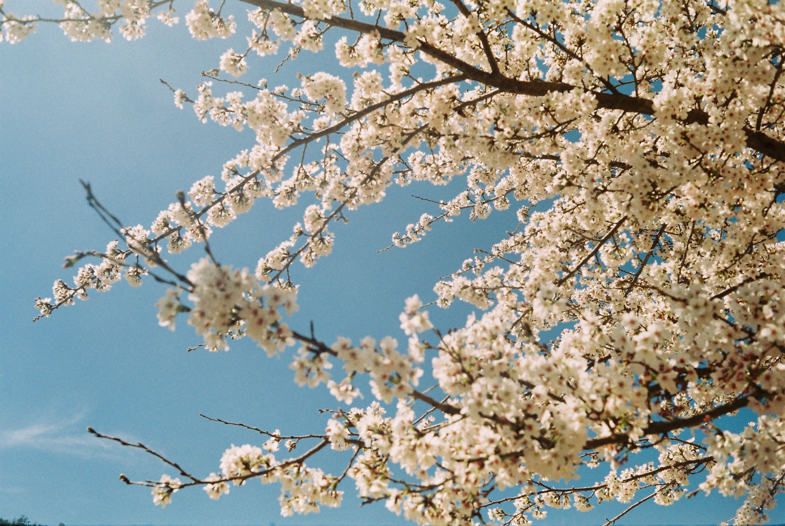Free photo Cherry blossom tree