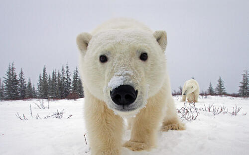 Канадский белый медведь смотрит в камеру