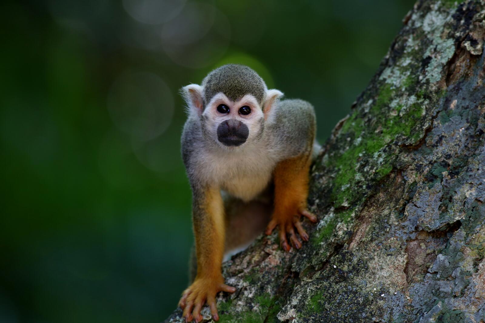 免费照片树上的猴子抬头看着摄影师