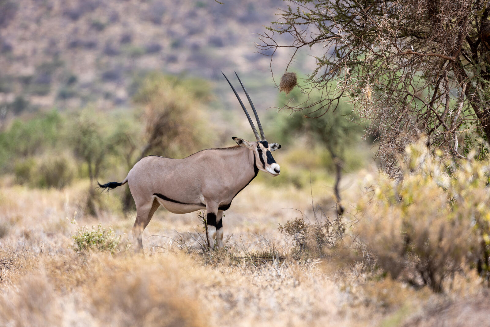 Free photo A gazelle walks on African soil