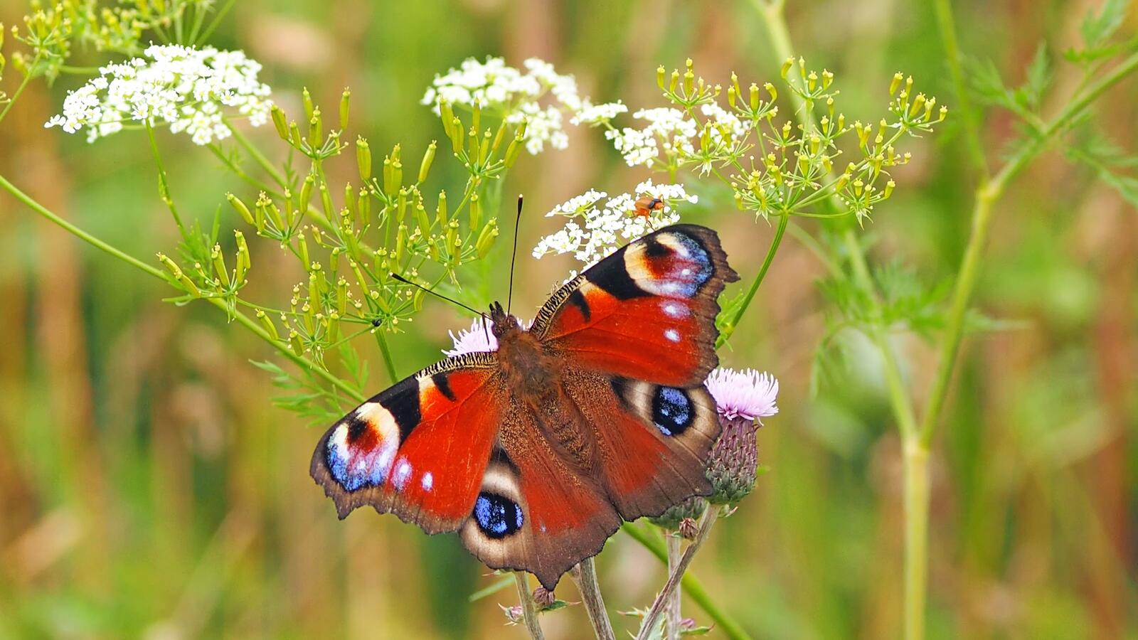 免费照片绿草上的红蝴蝶