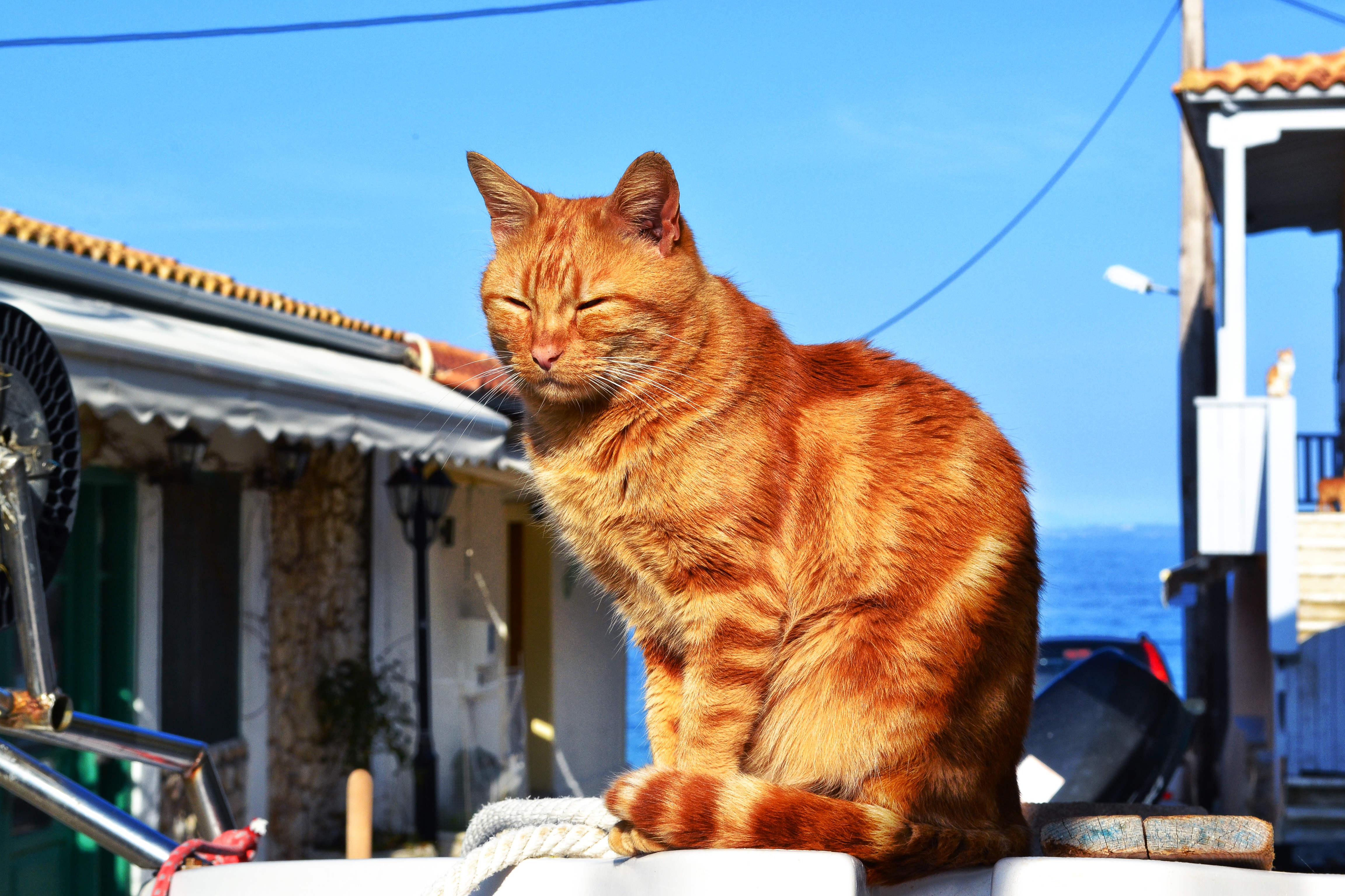 免费照片晒太阳的红猫