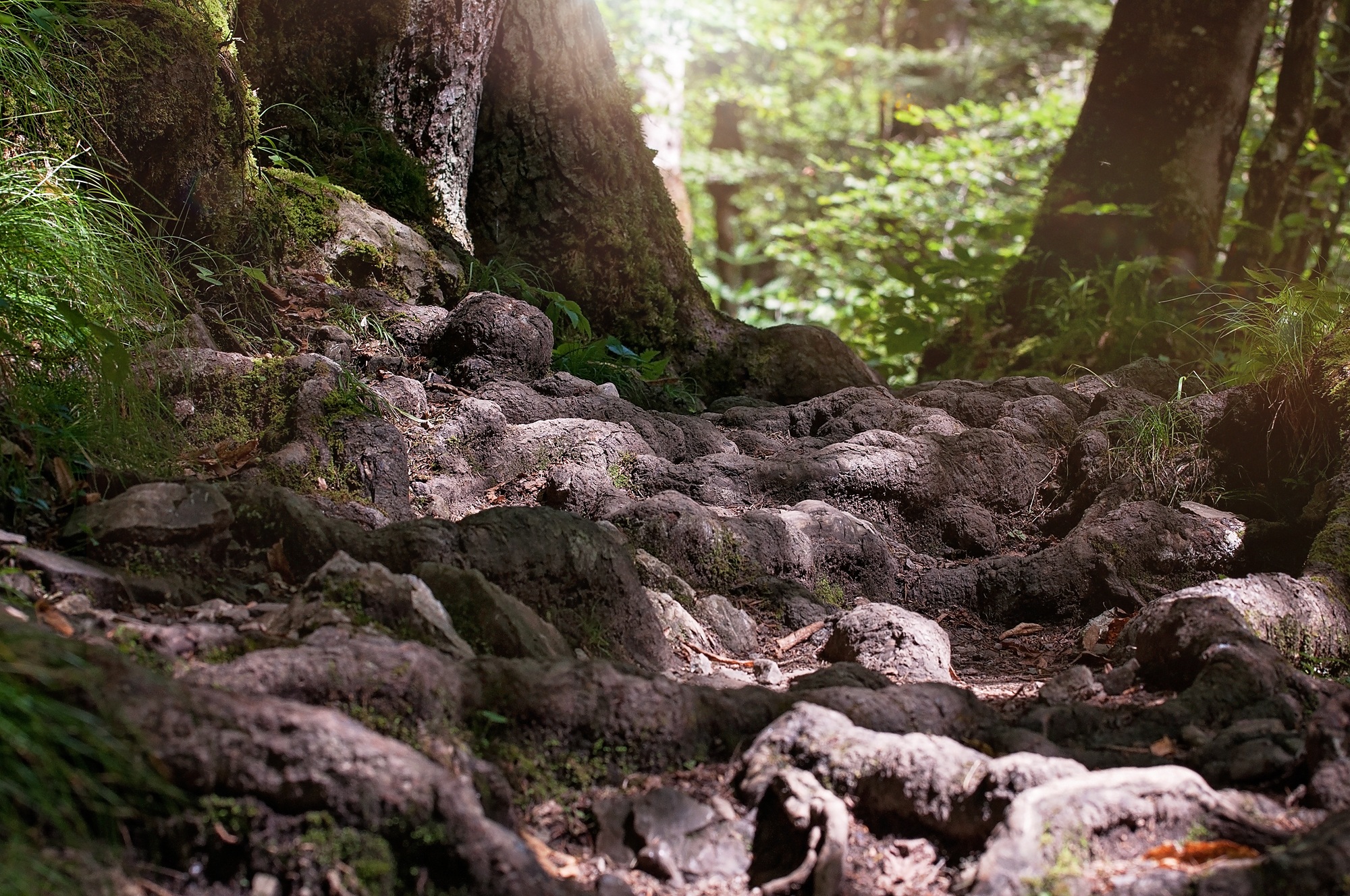 Бесплатное фото Корни старого дерева растут на поверхности земли
