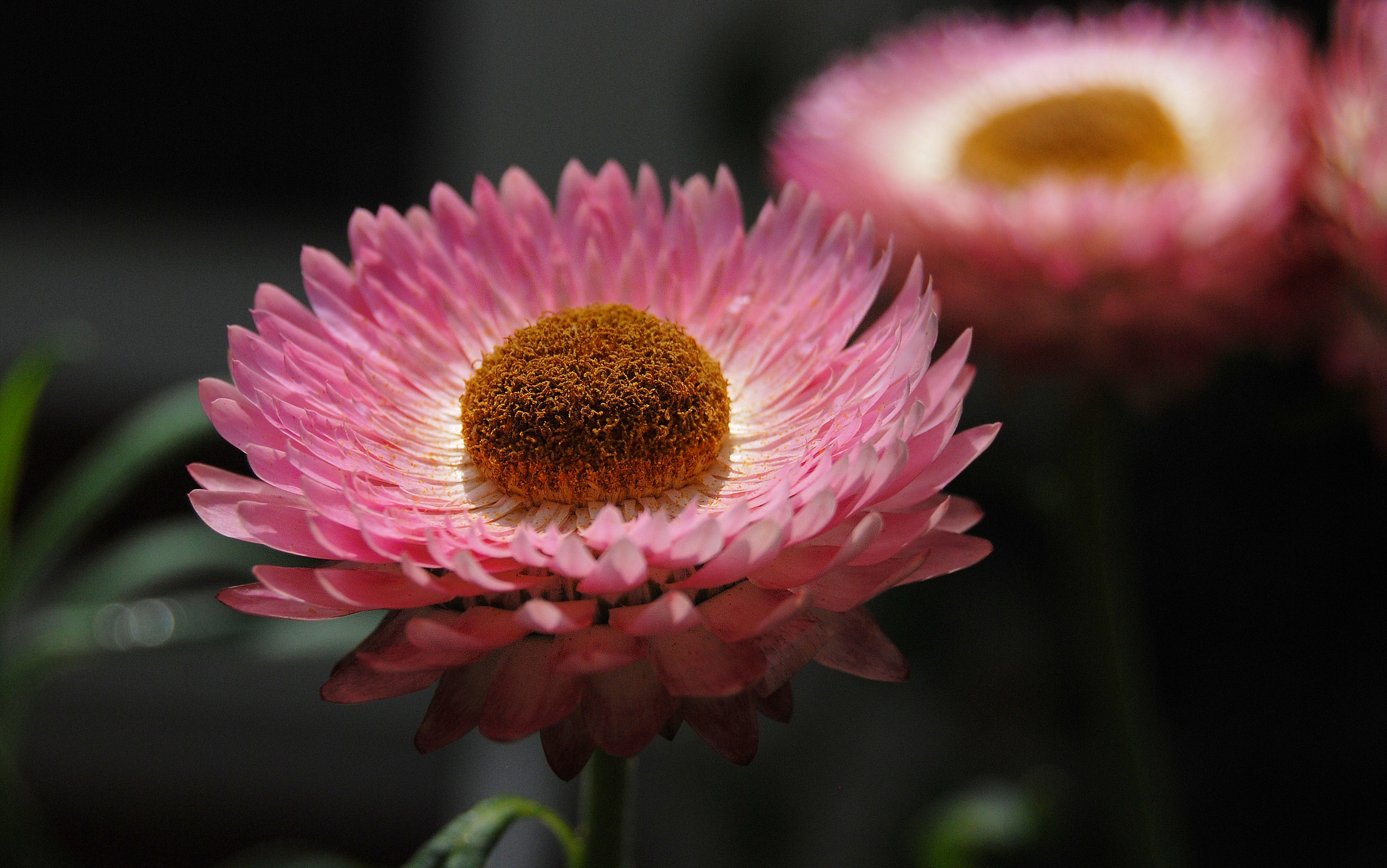 Фото бесплатно цветок, растение, фотографии