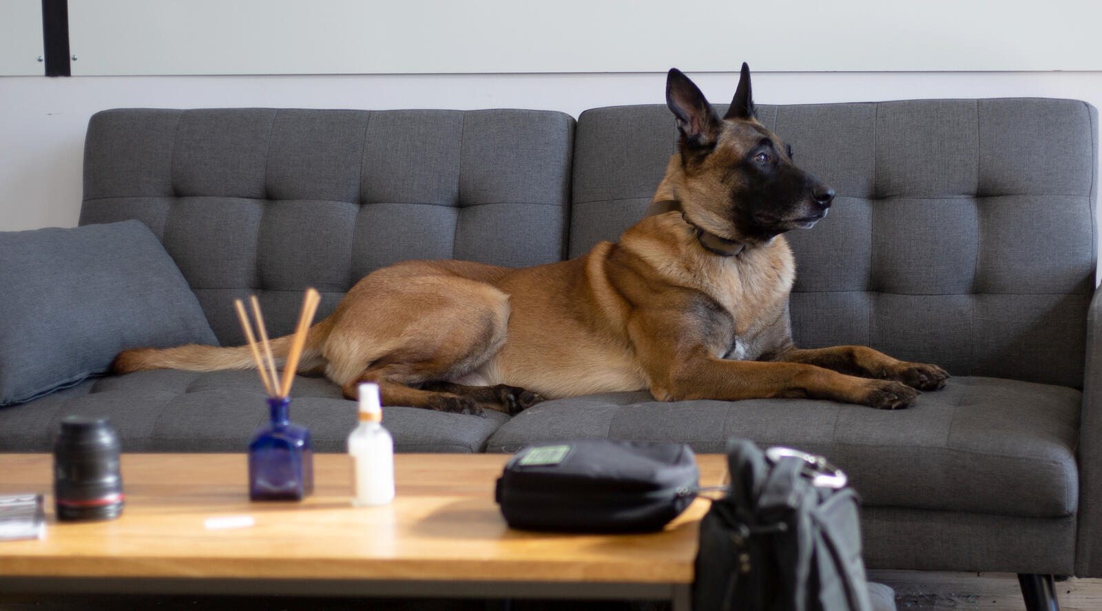Free photo German Shepherd lying on the couch near the table