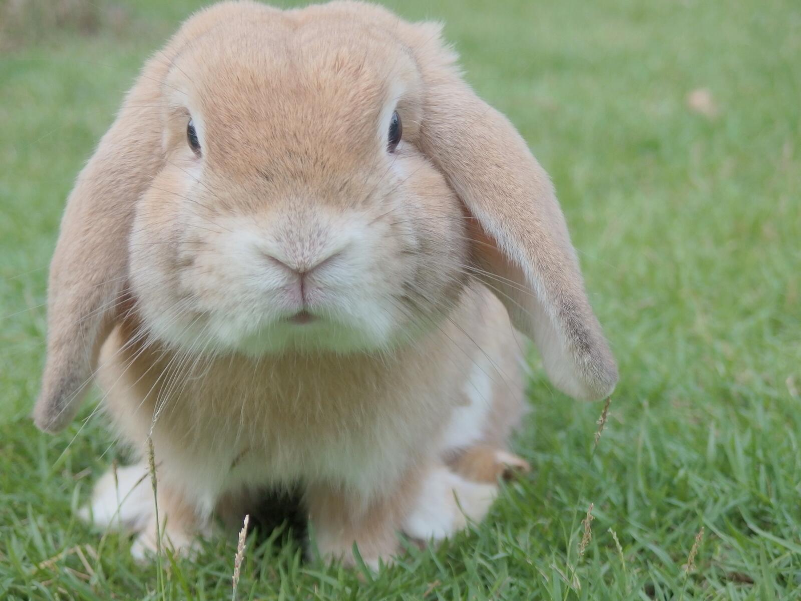 Free photo Cute bunny