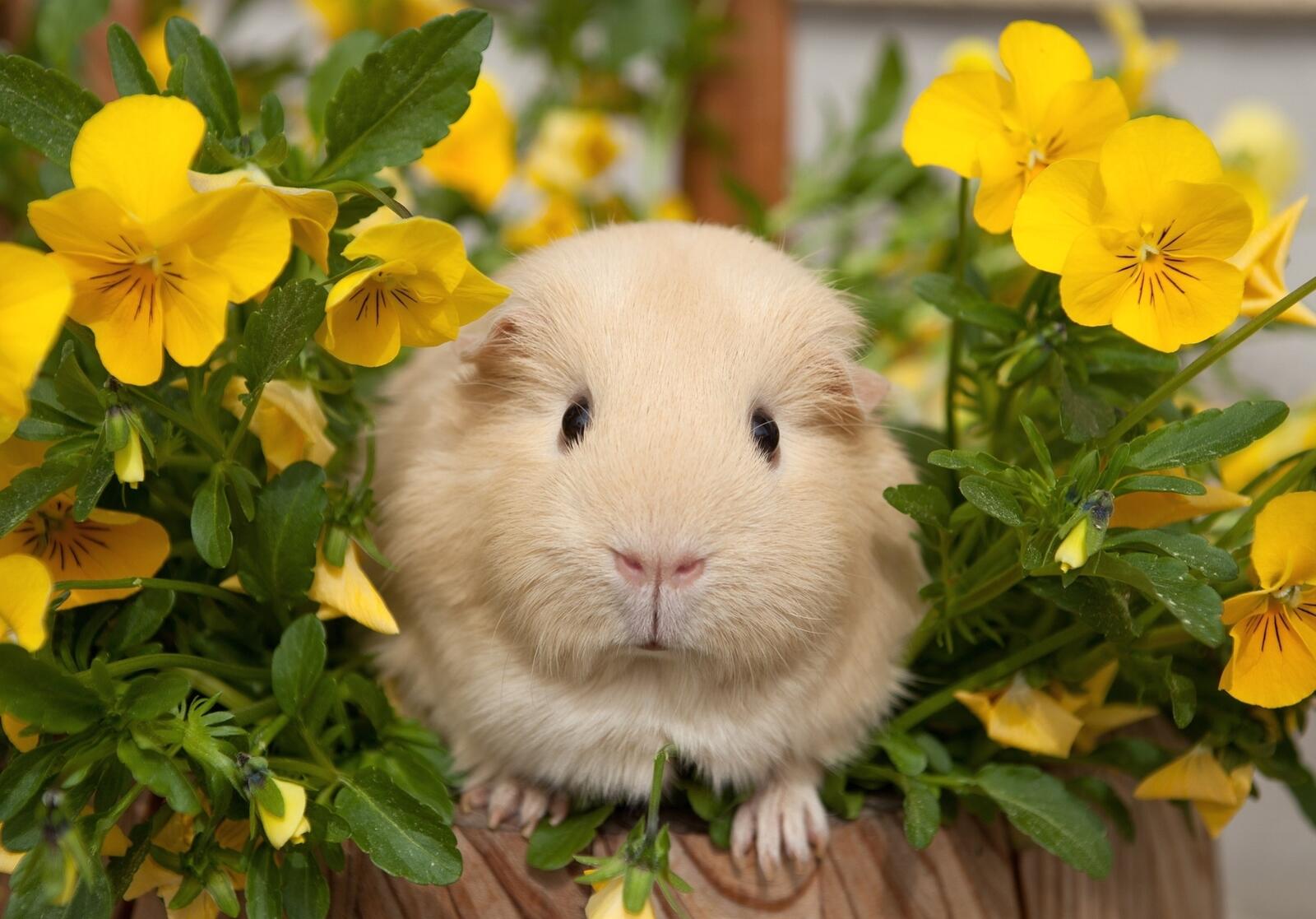 Wallpapers pansy guinea pigs flowers on the desktop