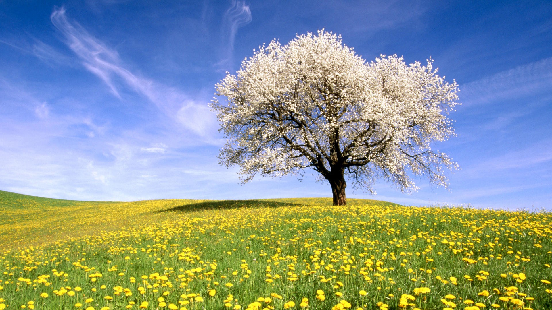 Рост солнечного дня. Весеннее дерево. Весенний пейзаж. Природа весной.