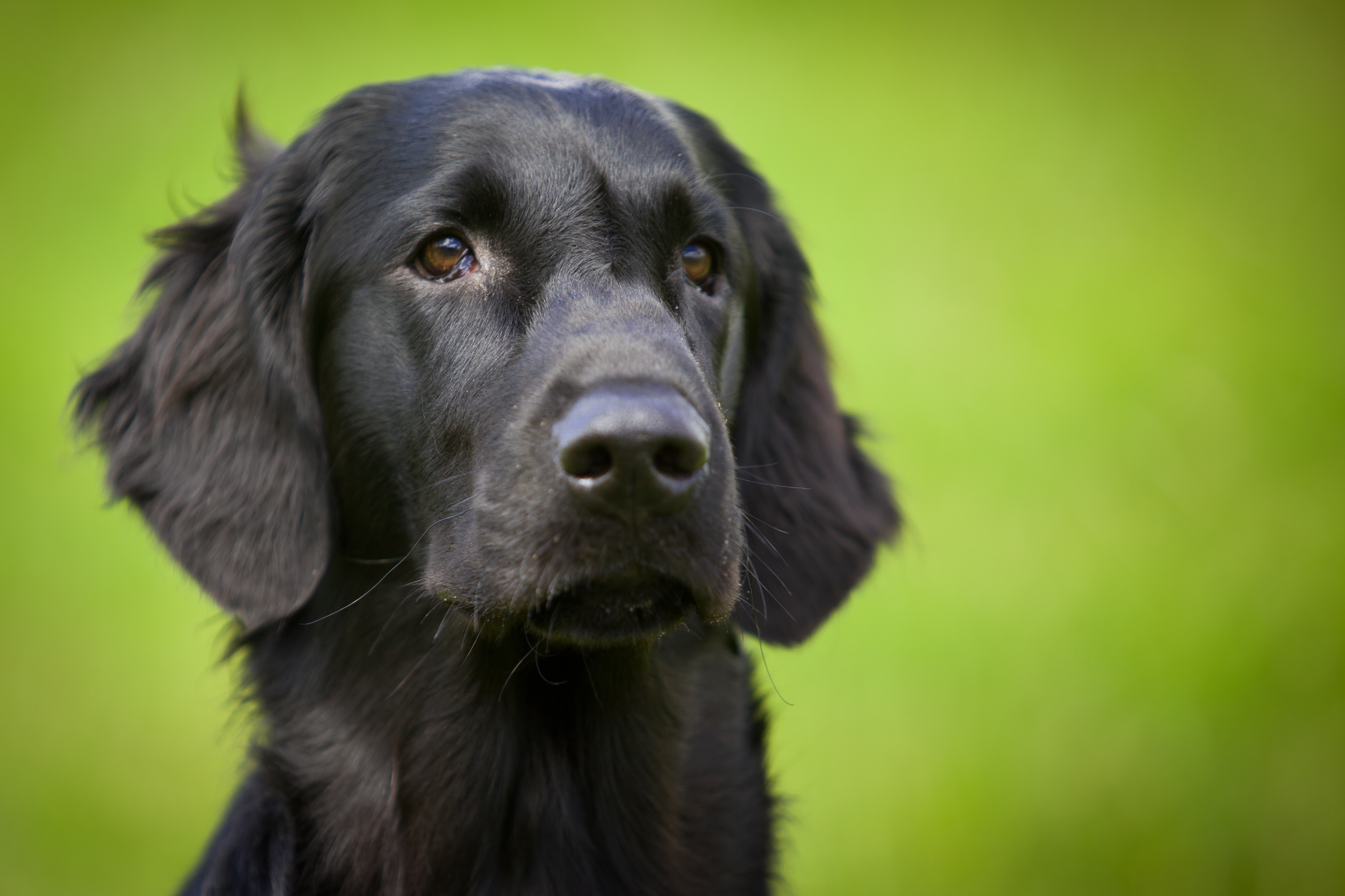 免费照片绿色背景上的黑色猎犬肖像