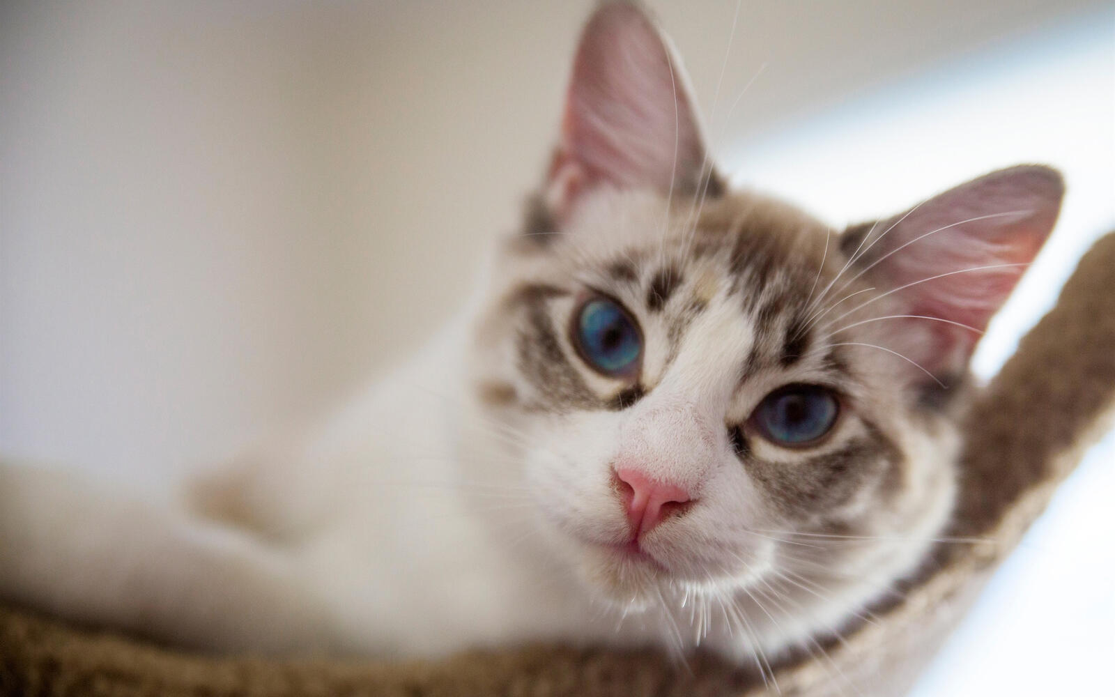 Free photo A domestic blue-eyed cat looks intently at the viewer