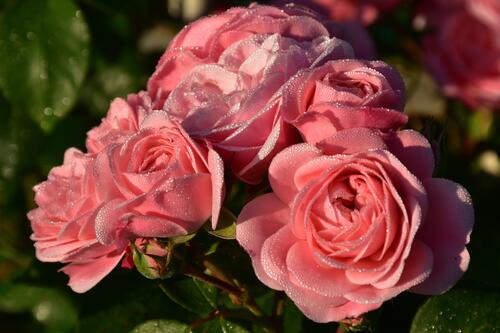 Three pink roses with raindrops on their petals