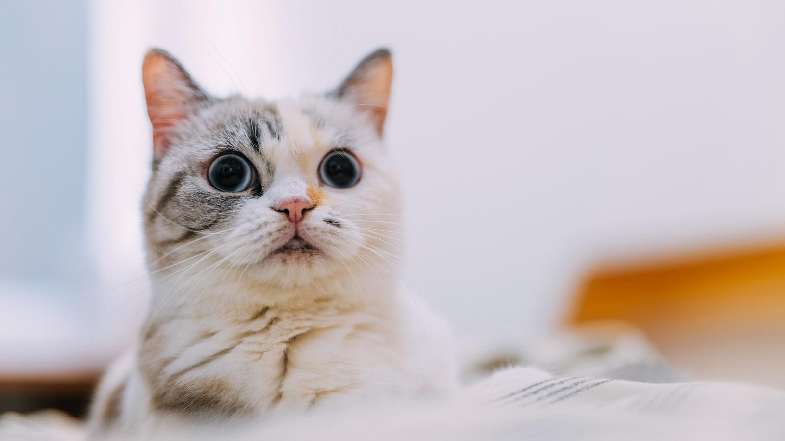 Бесплатное фото Удивленный кот смотрит на дверь