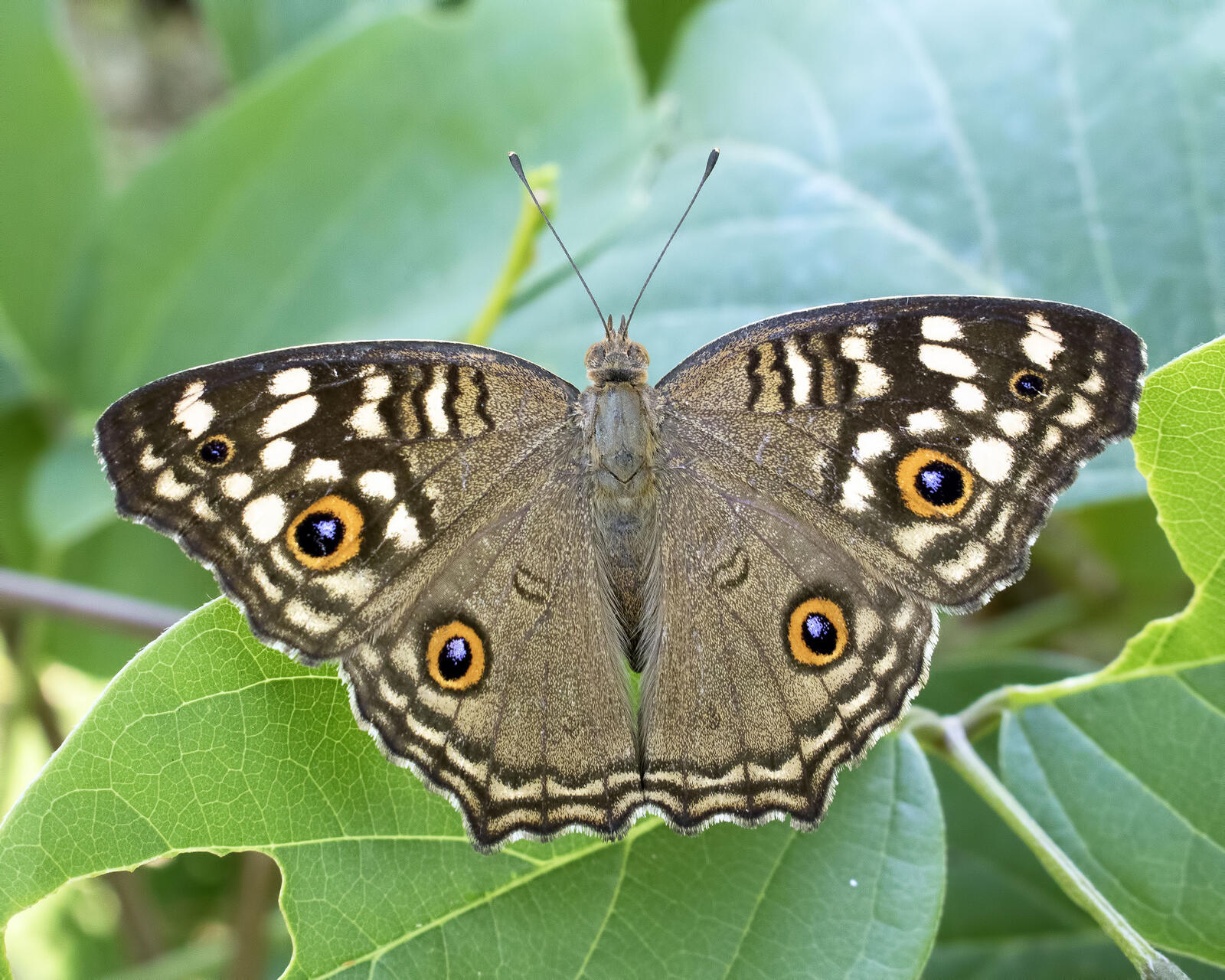 Free photo A beautiful gray butterfly spreads its wings sitting on a leaf
