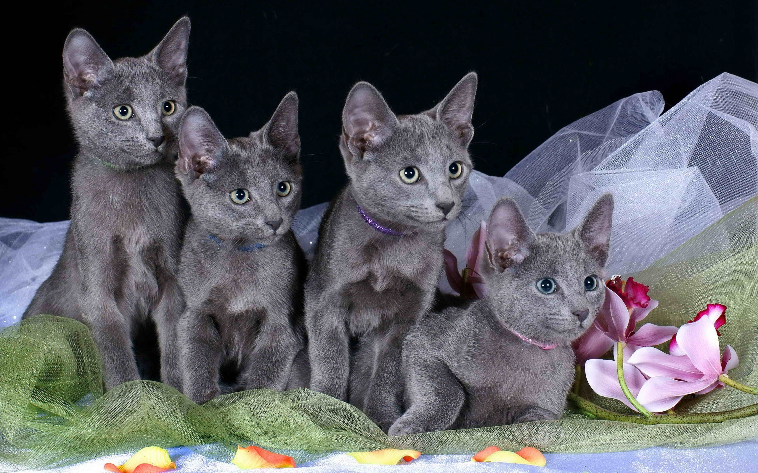 Four identical kittens