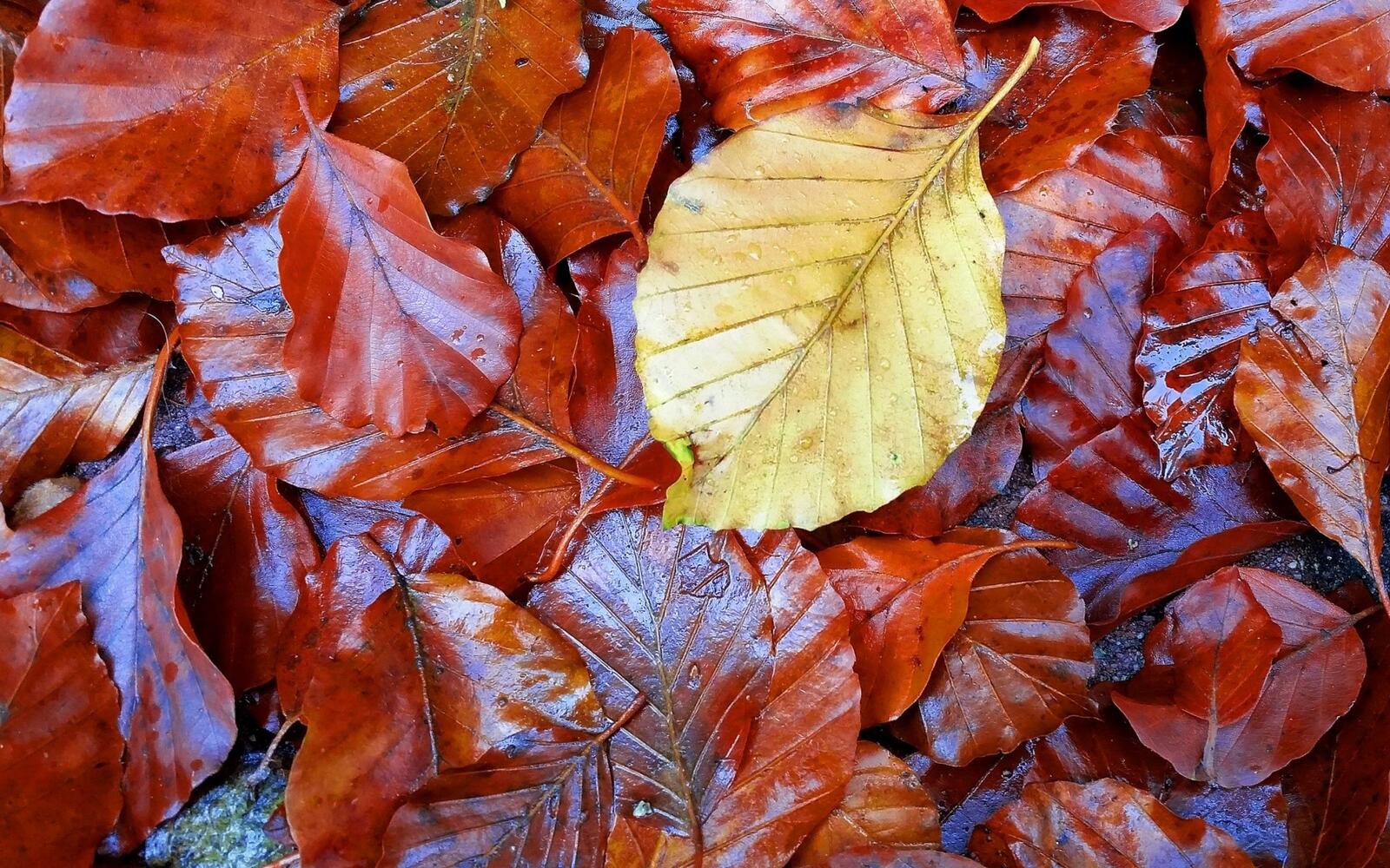 Бесплатное фото Мокрые осенние листья