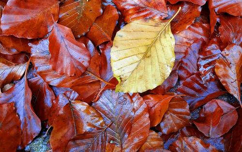 Мокрые осенние листья