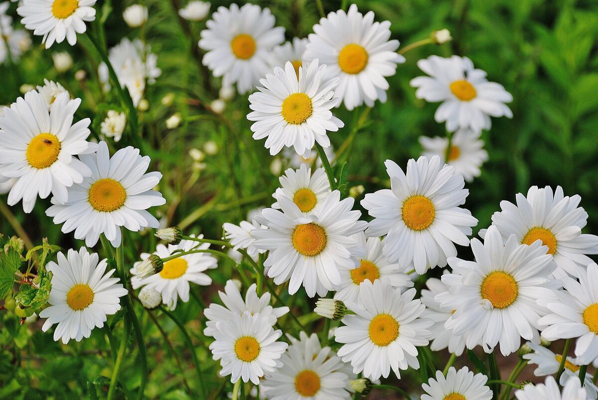 A shrub with snow-white daisies