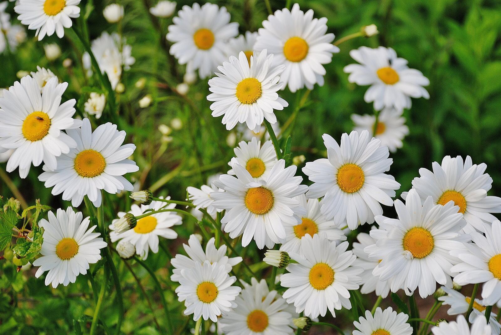 Free photo A shrub with snow-white daisies