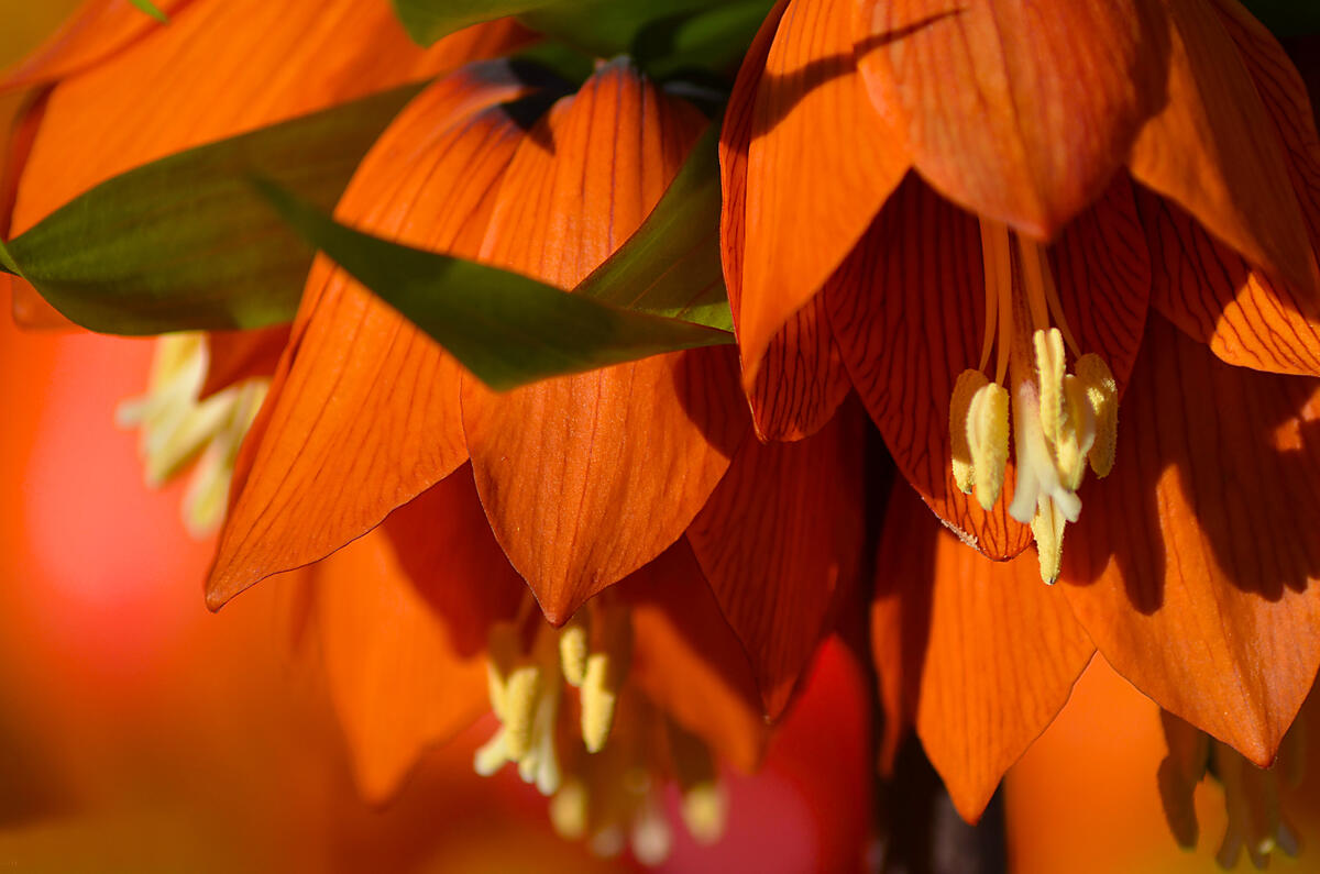 Imperial orange crown flower in close-up