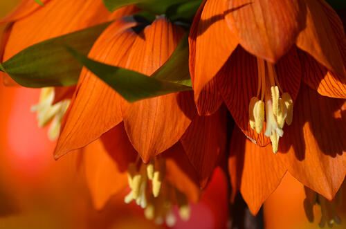 Imperial orange crown flower in close-up