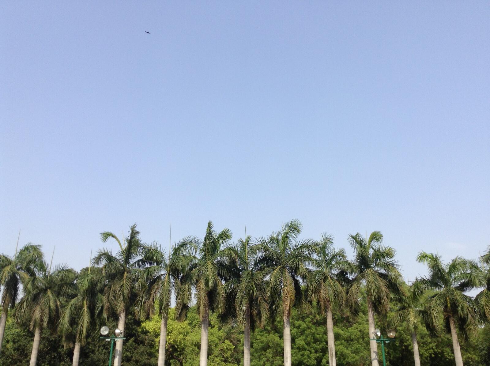 Бесплатное фото Макушки пальм развиваются по ветру