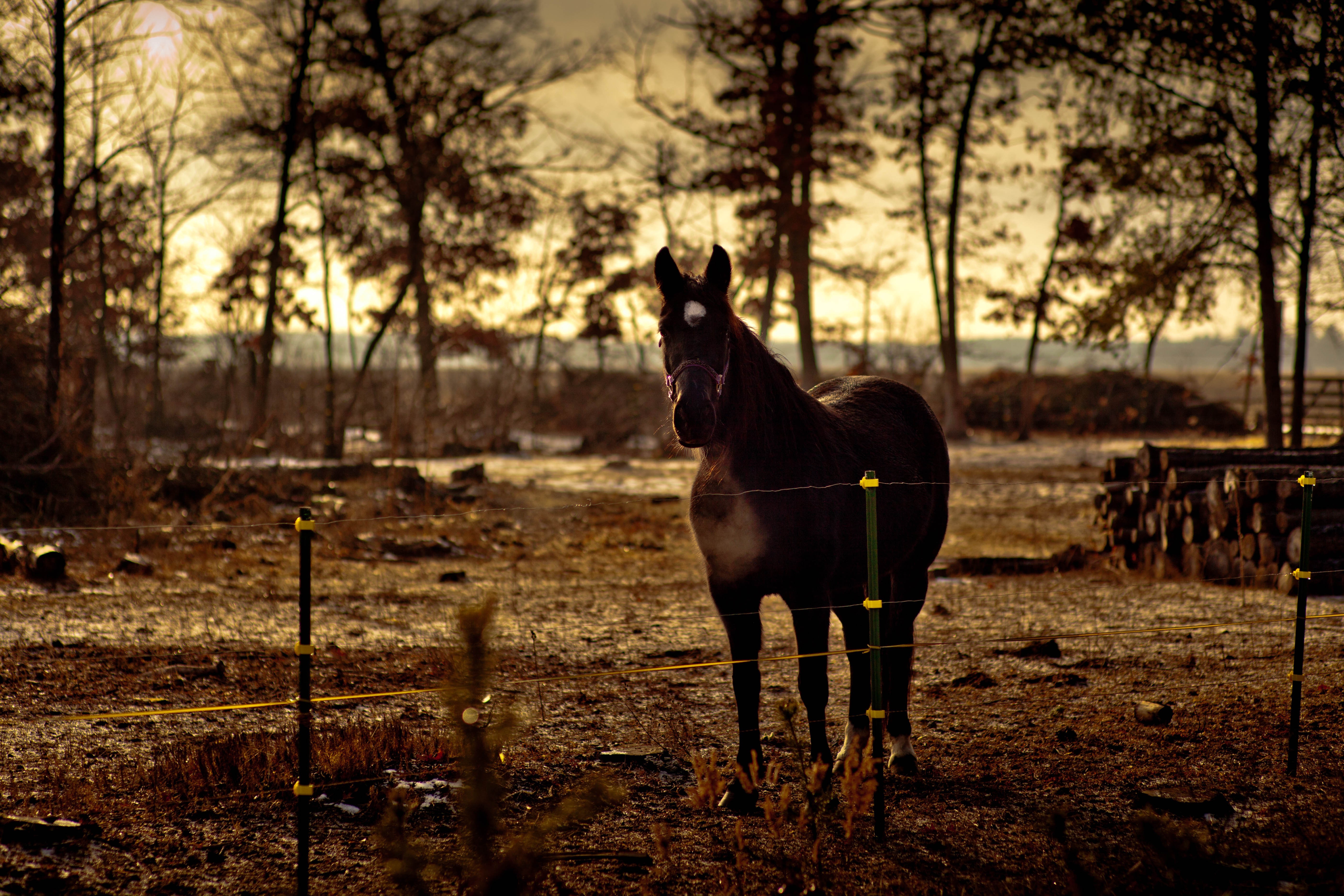 A dark horse walks in the pasture.
