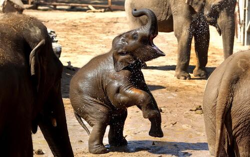 Слон играется с водой стоя на задних лапах
