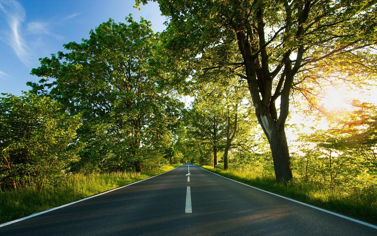 A long asphalt road along trees with green foliage