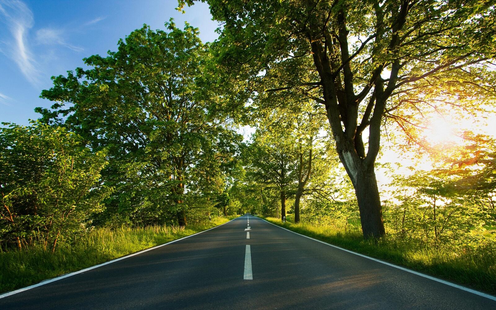 免费照片一条长长的柏油路，沿着长满绿叶的树木而行