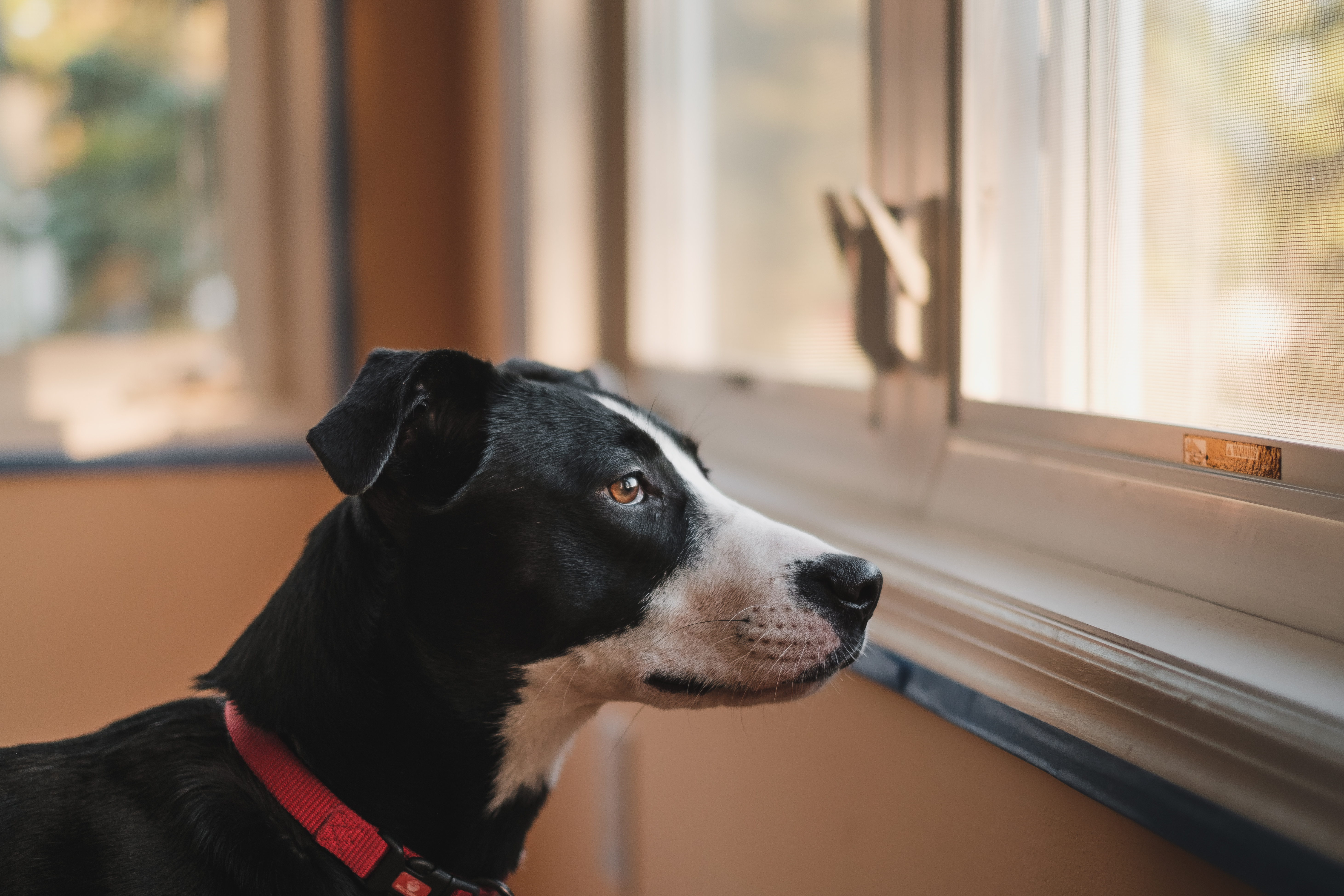 A black and white dog looks out the window to the street