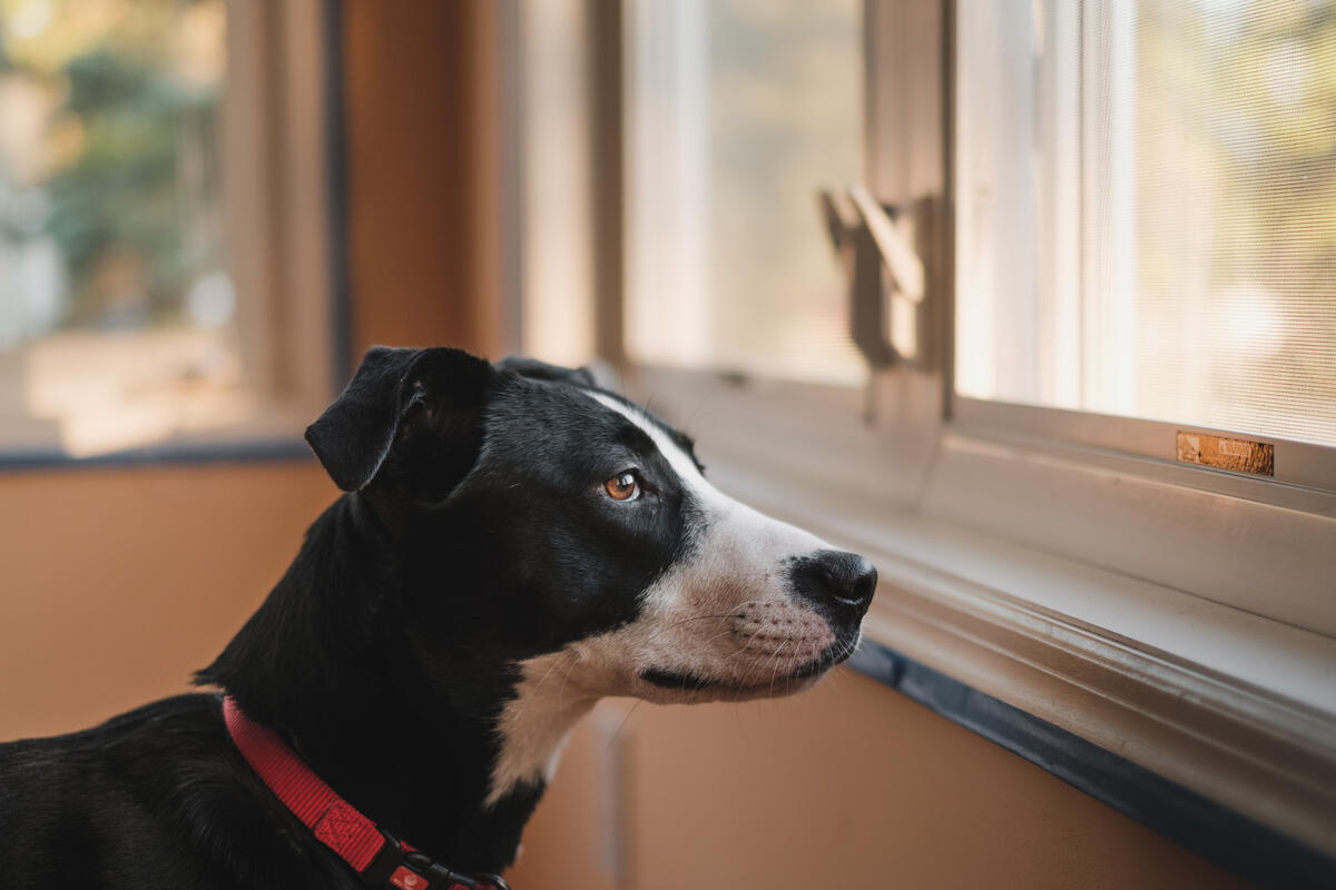 Черно-белый пес смотрит в окно на улицу