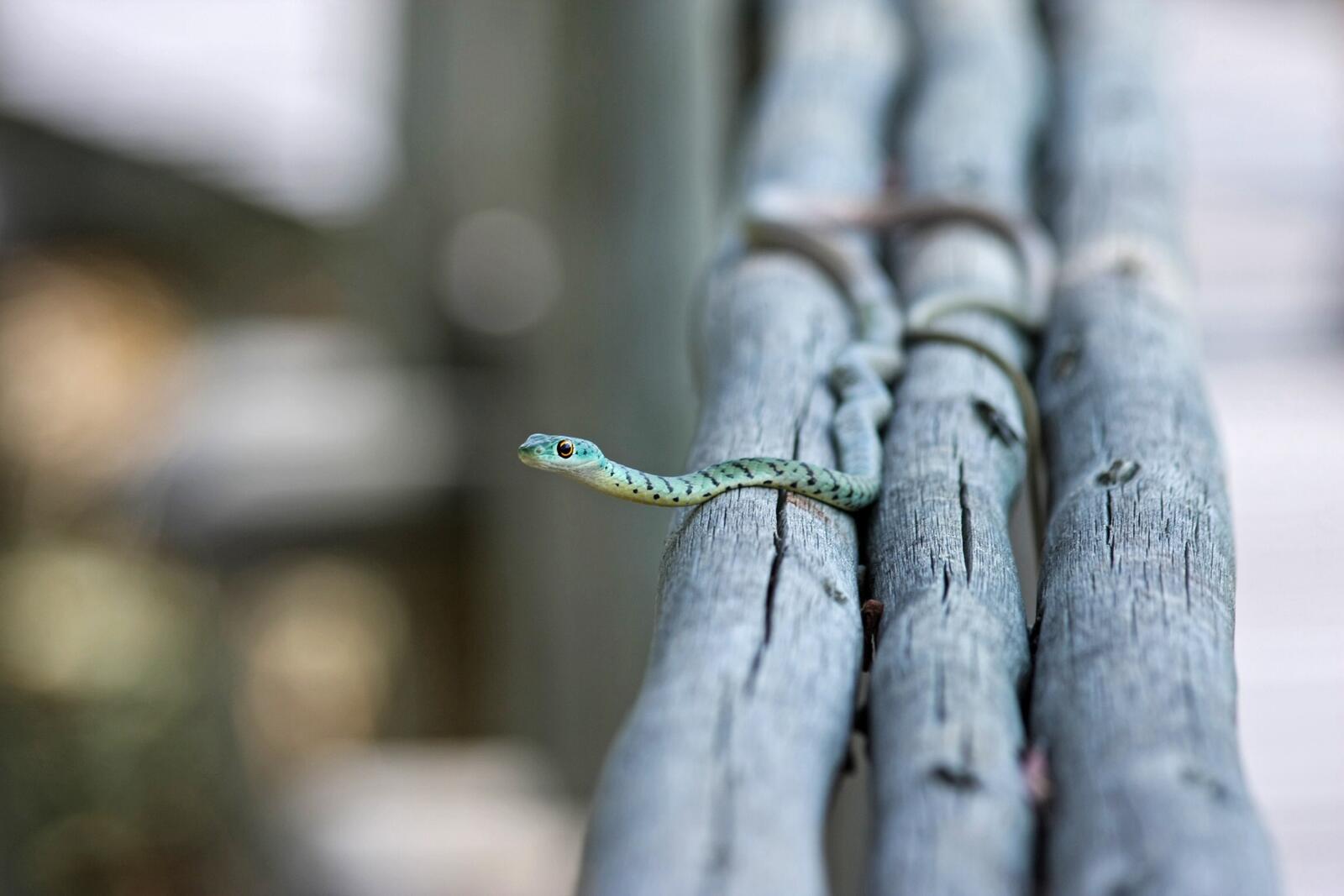 Бесплатное фото Маленькая змейка