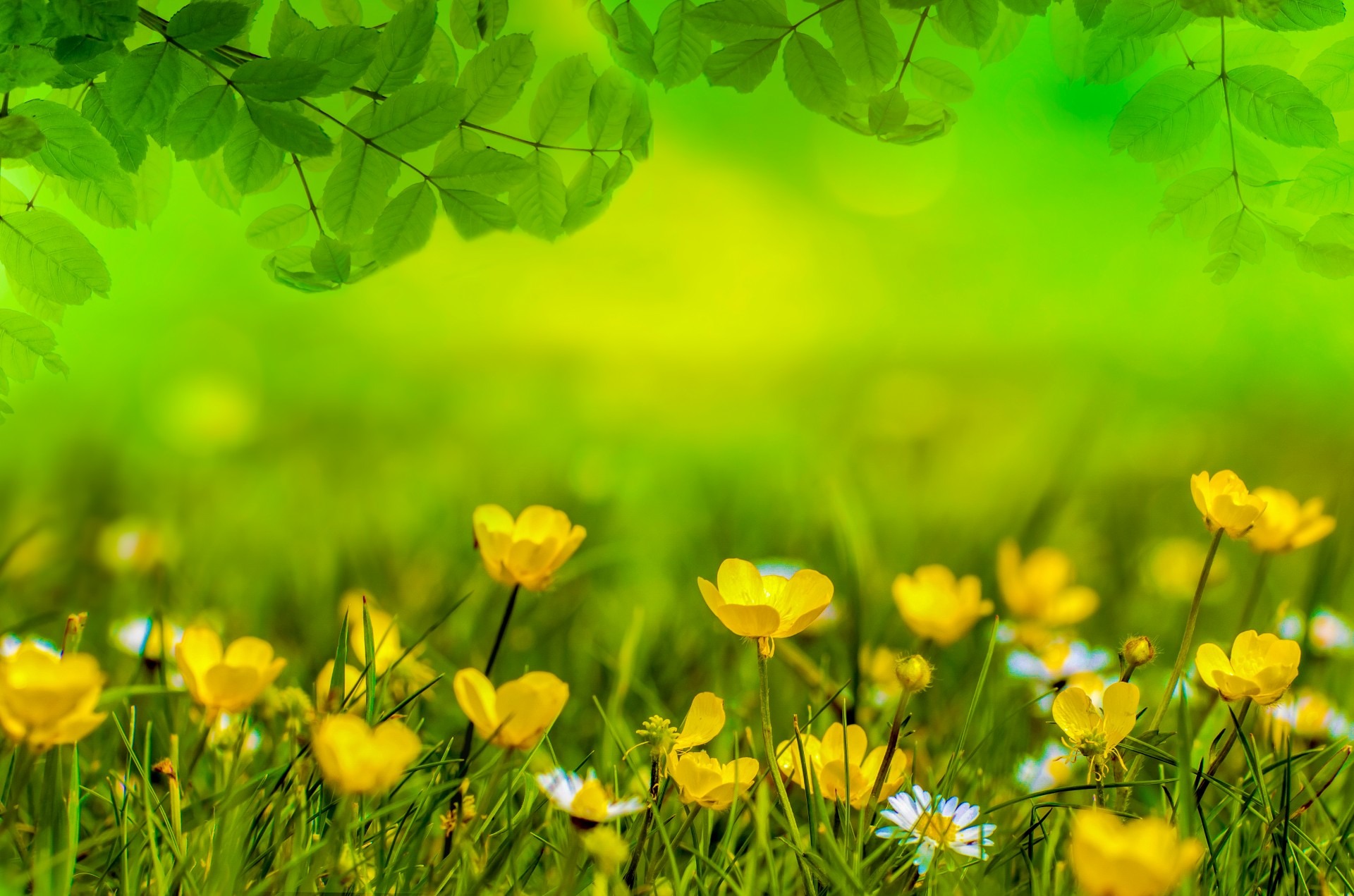 Green grass with yellow flowers