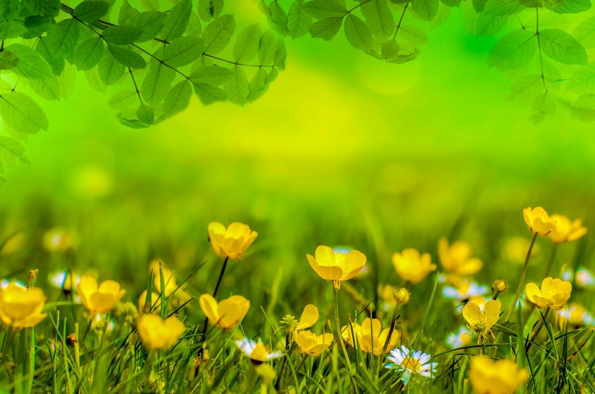 Green grass with yellow flowers