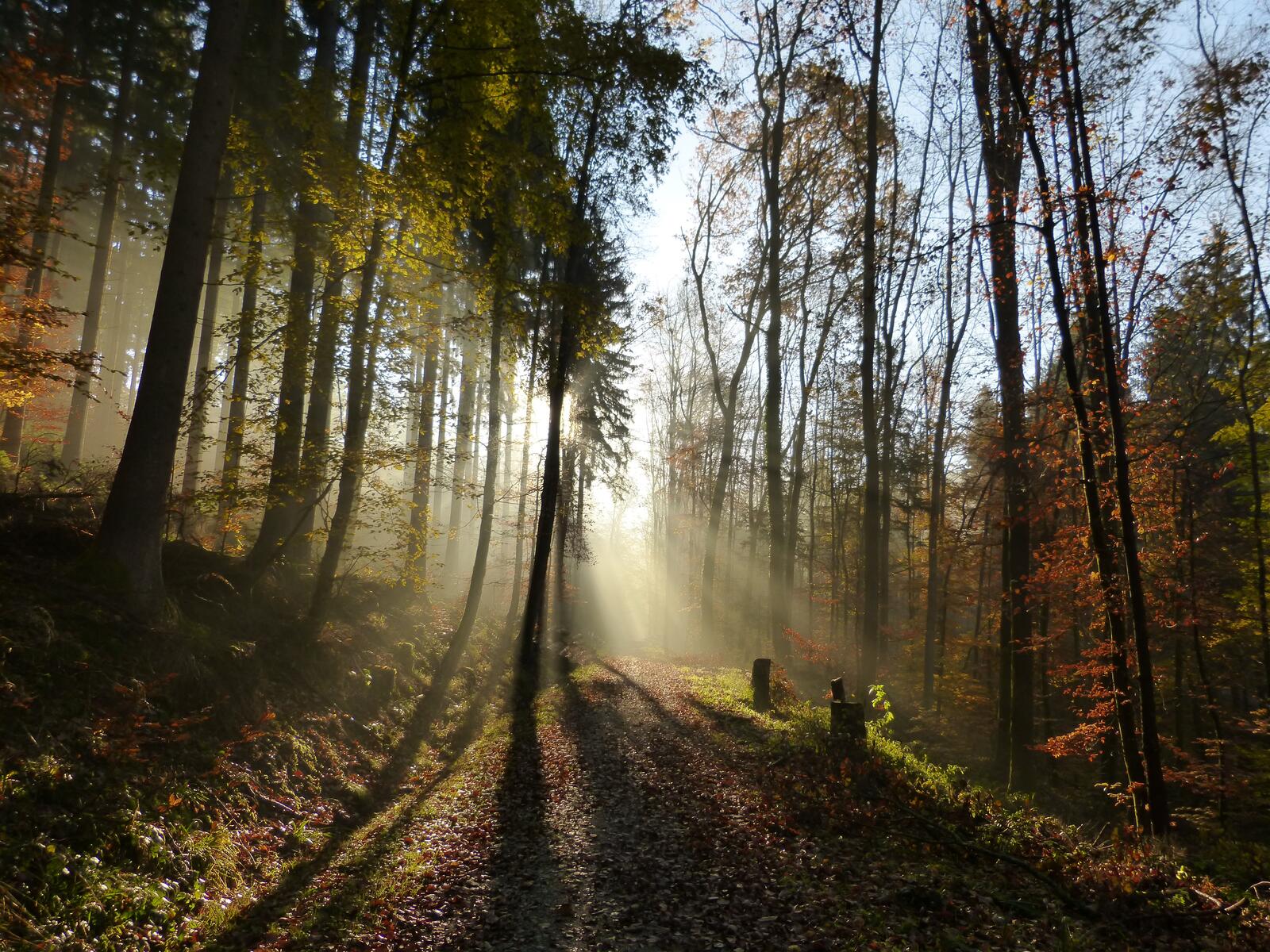 免费照片晴朗的天气下，有落叶的清晨之路