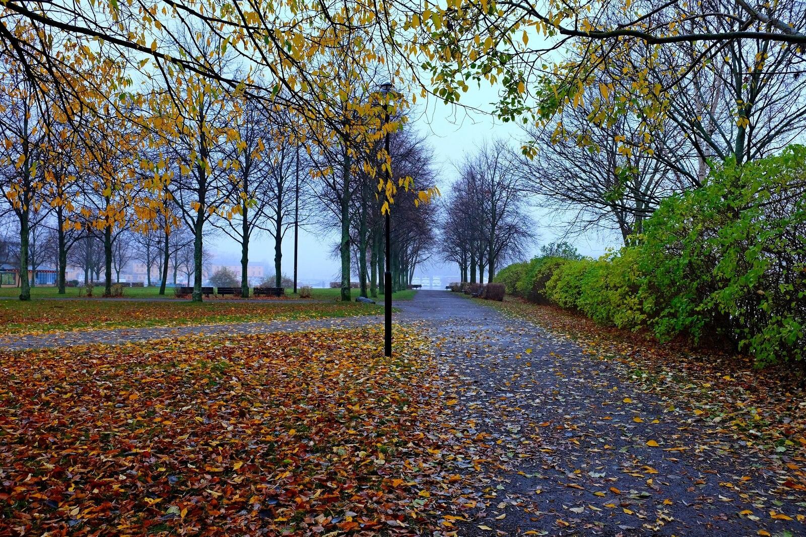 Бесплатное фото Опавшие листья в осеннем парке